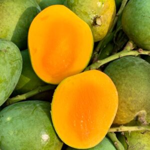 হিমসাগর